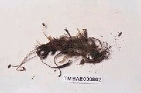 藏品(擬金髮苔)的圖片